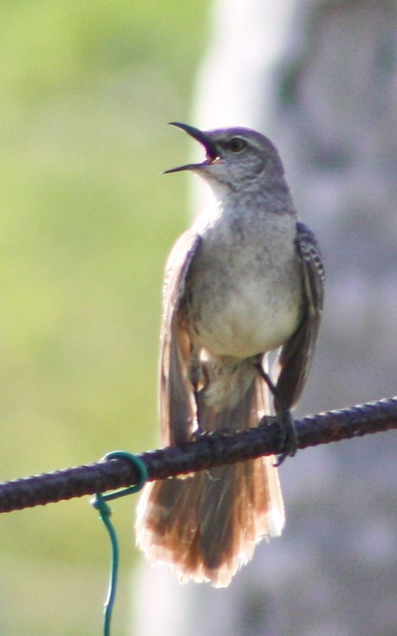 Bahama Mockingbird - yuzaima ortiz