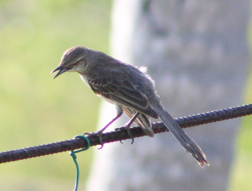 Bahama Mockingbird - yuzaima ortiz