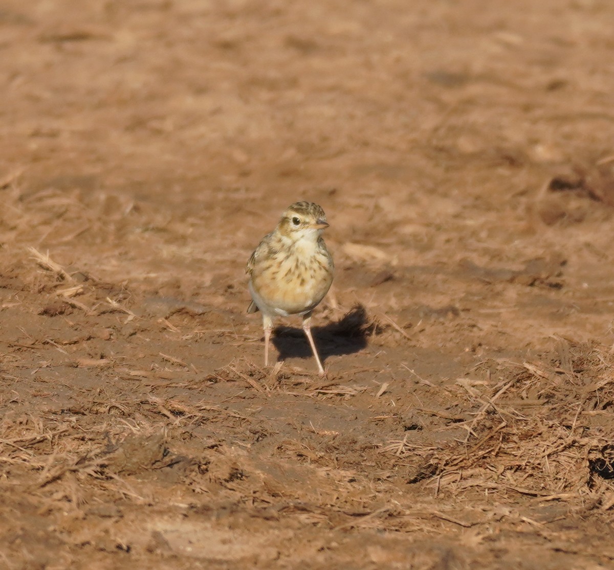 African Pipit - ML618957786