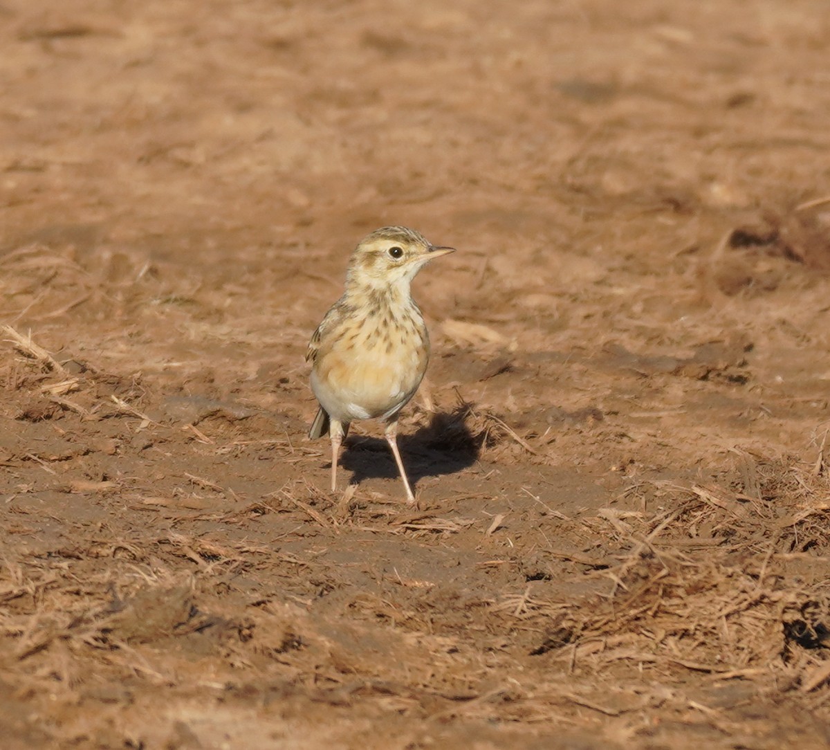 African Pipit - ML618957787