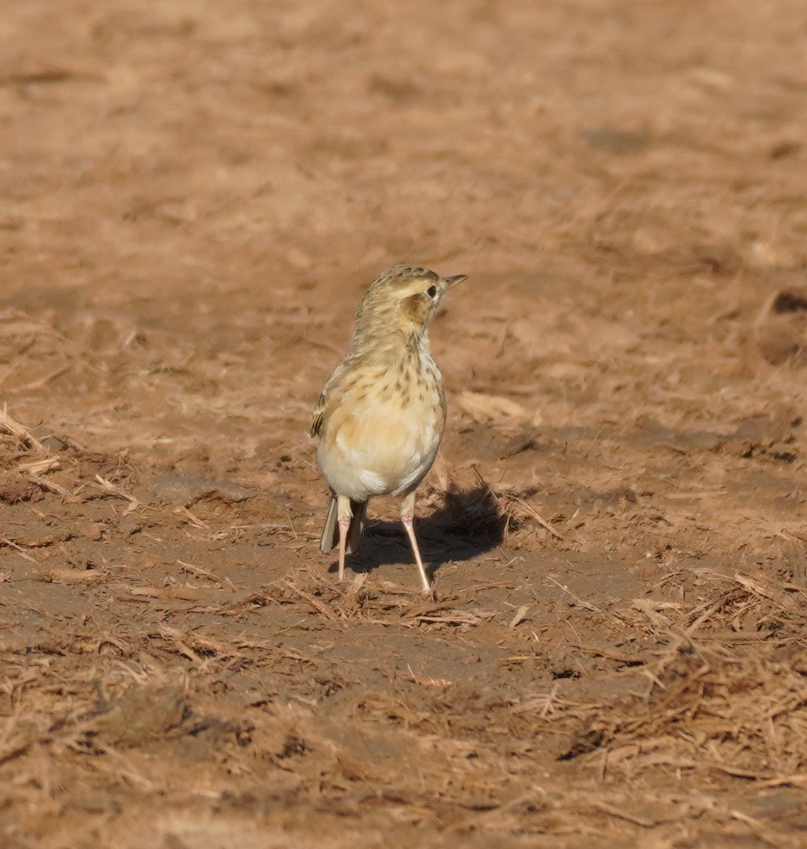 African Pipit - ML618957788
