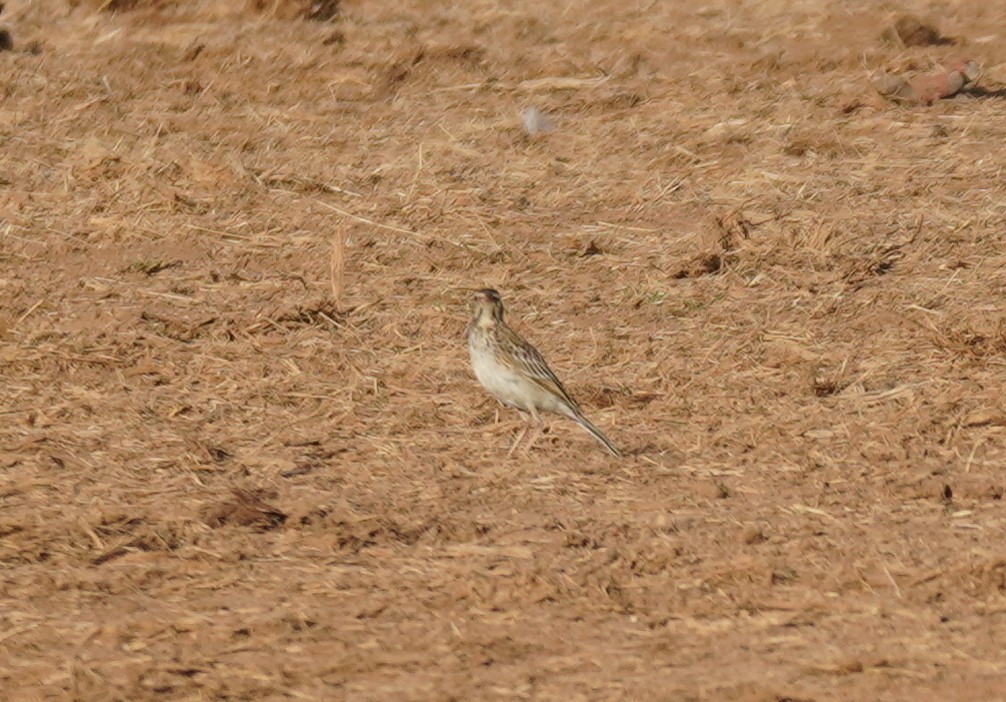 African Pipit - ML618957789