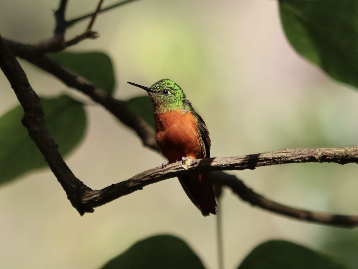 kolibřík peruánský - ML618957835