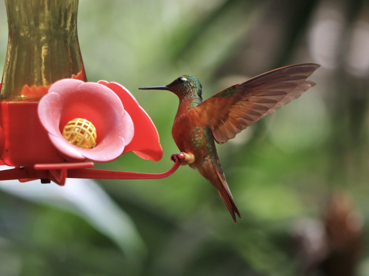 kolibřík peruánský - ML618957836
