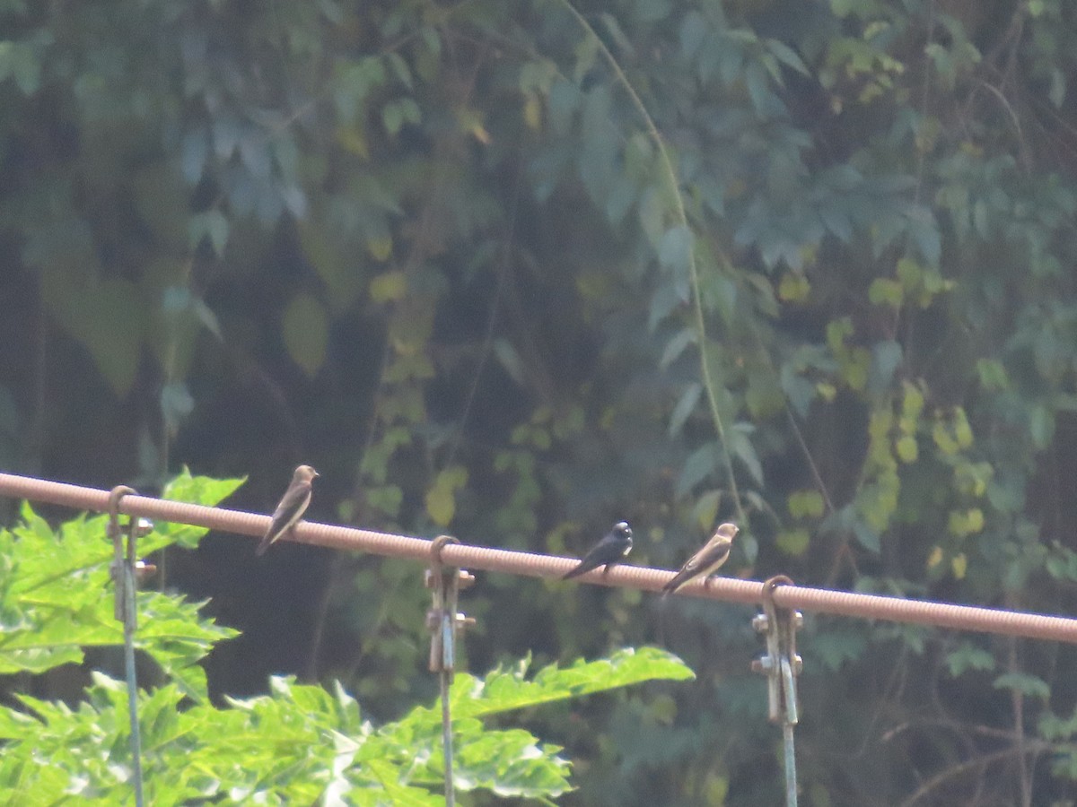 White-banded Swallow - ML618957838