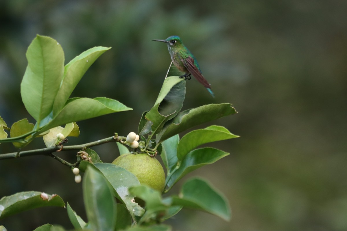 Long-tailed Sylph - ML618957851