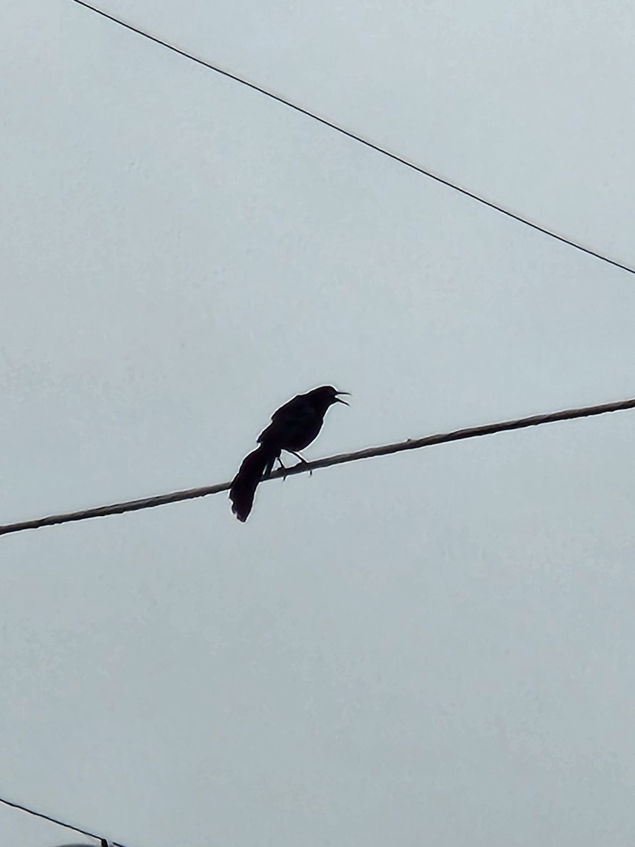 Great-tailed Grackle - ML618957868