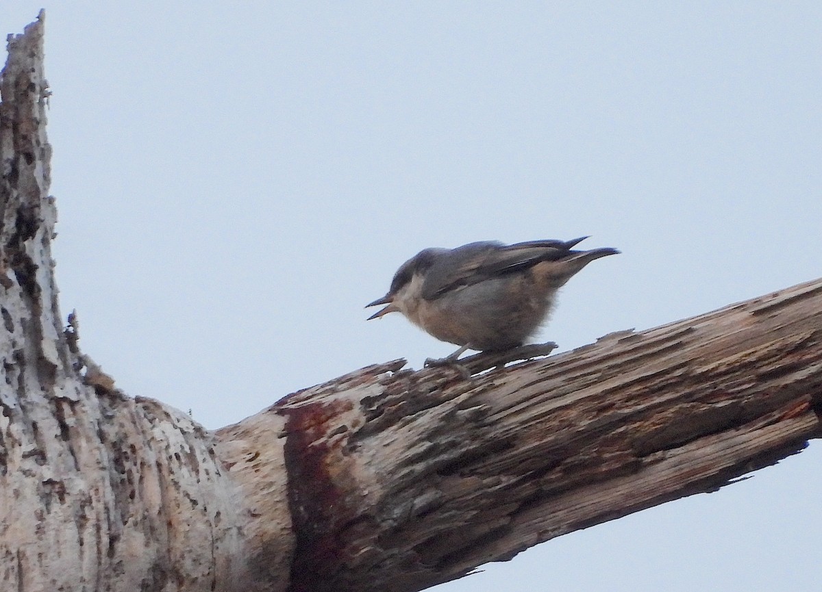 Brown-headed Nuthatch - ML618957876