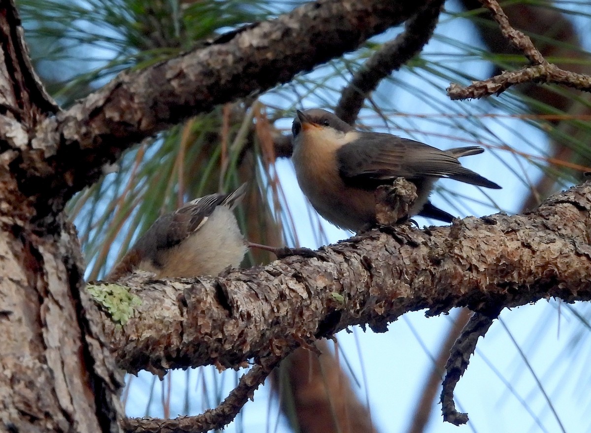 Brown-headed Nuthatch - ML618957878