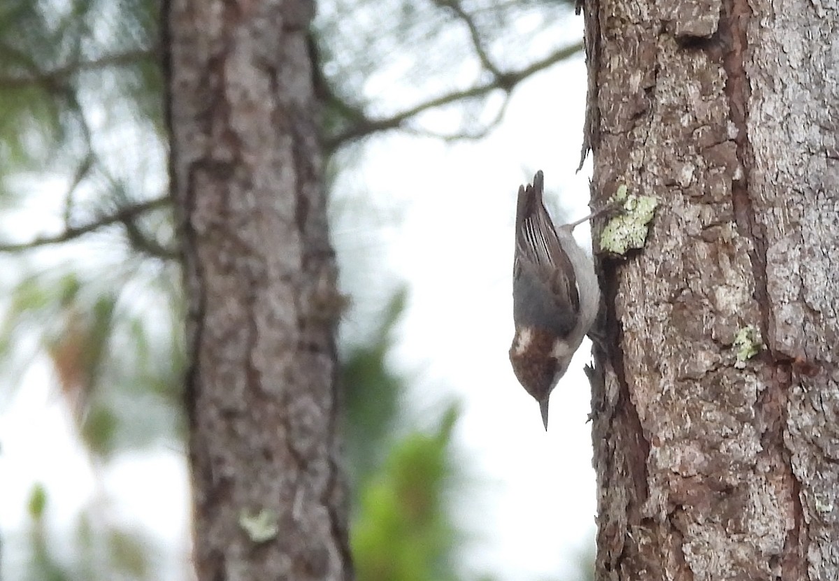 Brown-headed Nuthatch - ML618957885