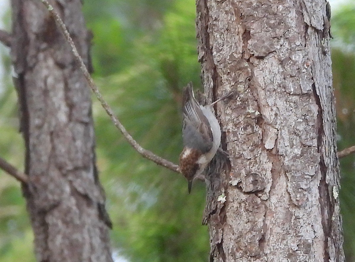 Brown-headed Nuthatch - ML618957888