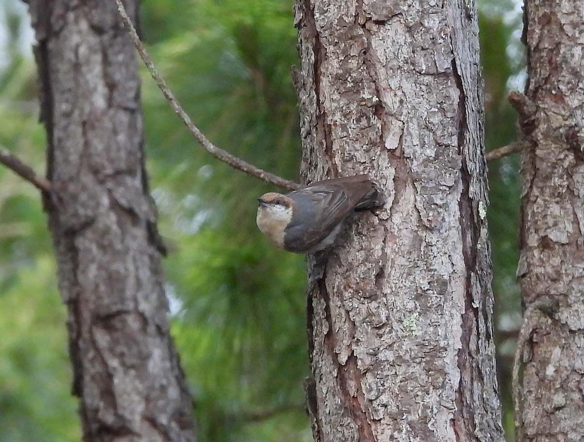 Brown-headed Nuthatch - ML618957889