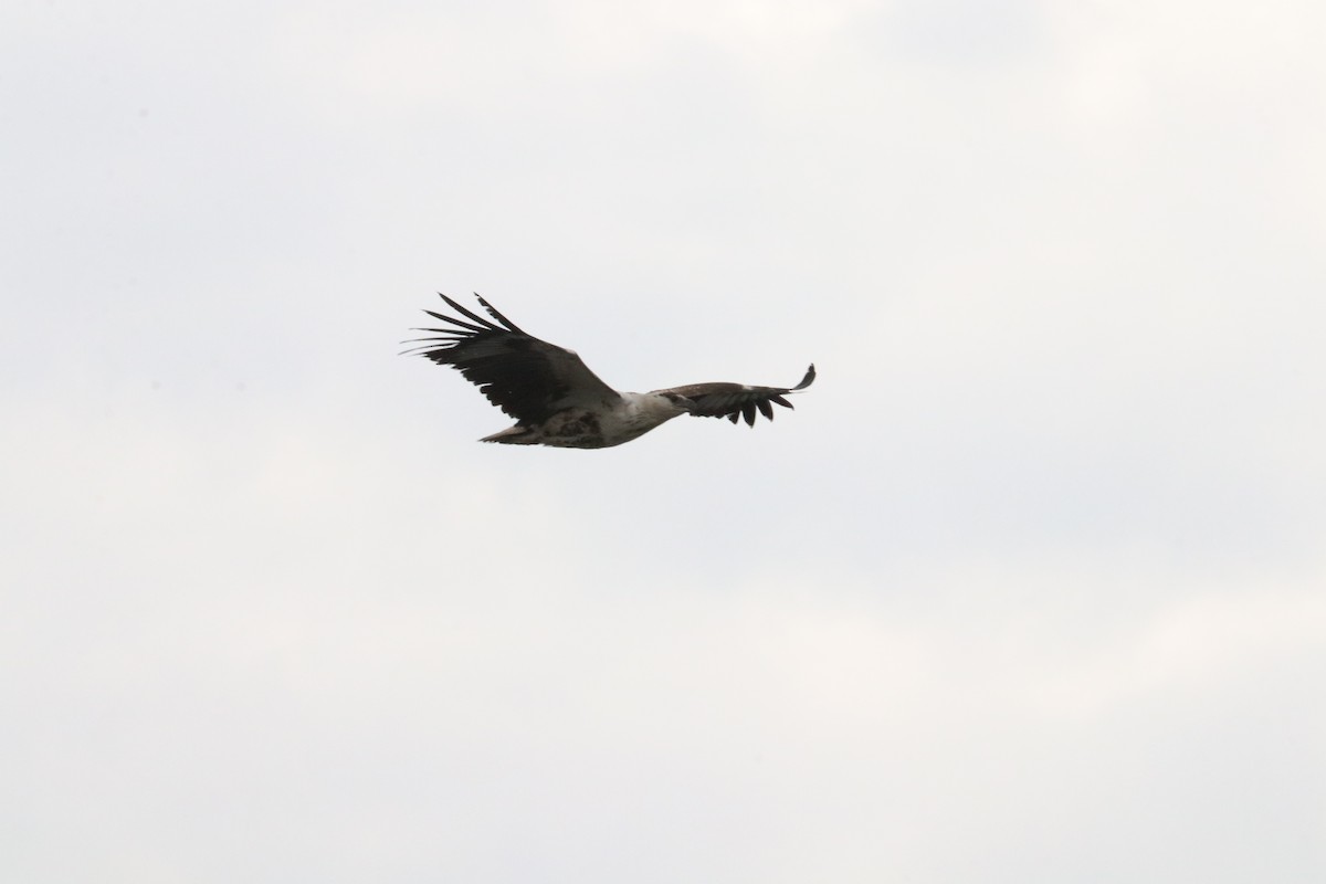 African Fish-Eagle - ML618957948