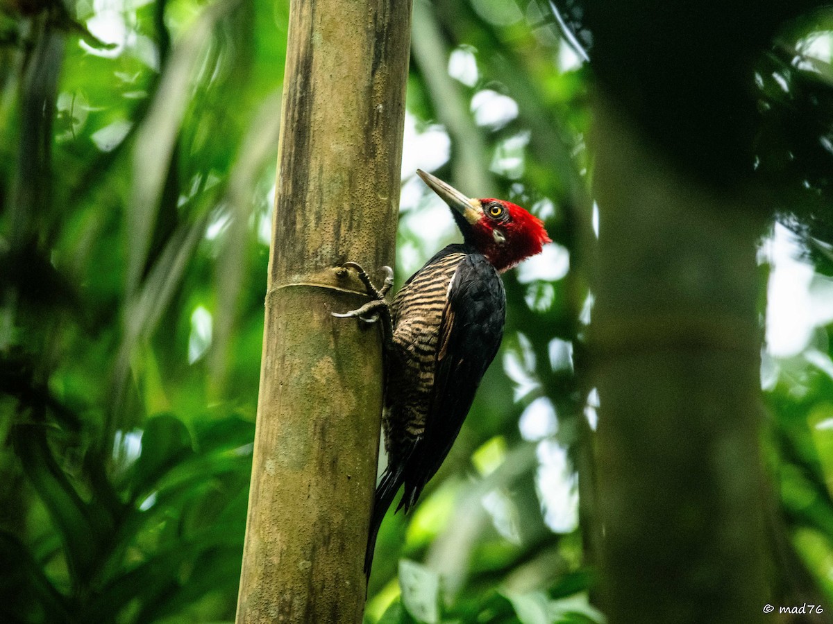 Crimson-crested Woodpecker - MARIO DELGADO