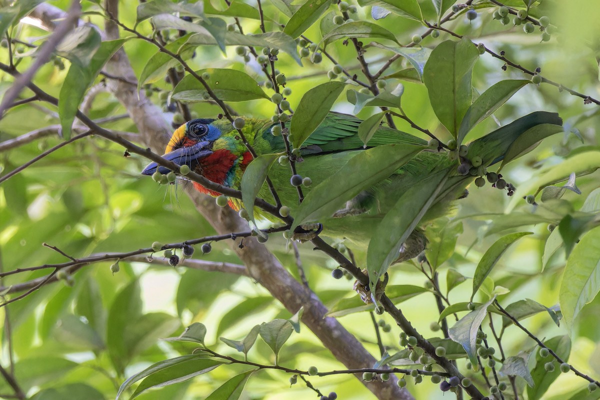 Red-throated Barbet - ML618957988