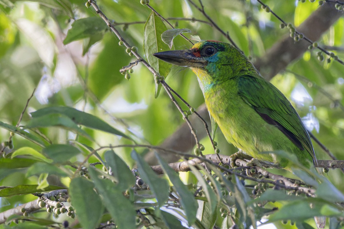 Red-throated Barbet - ML618957989