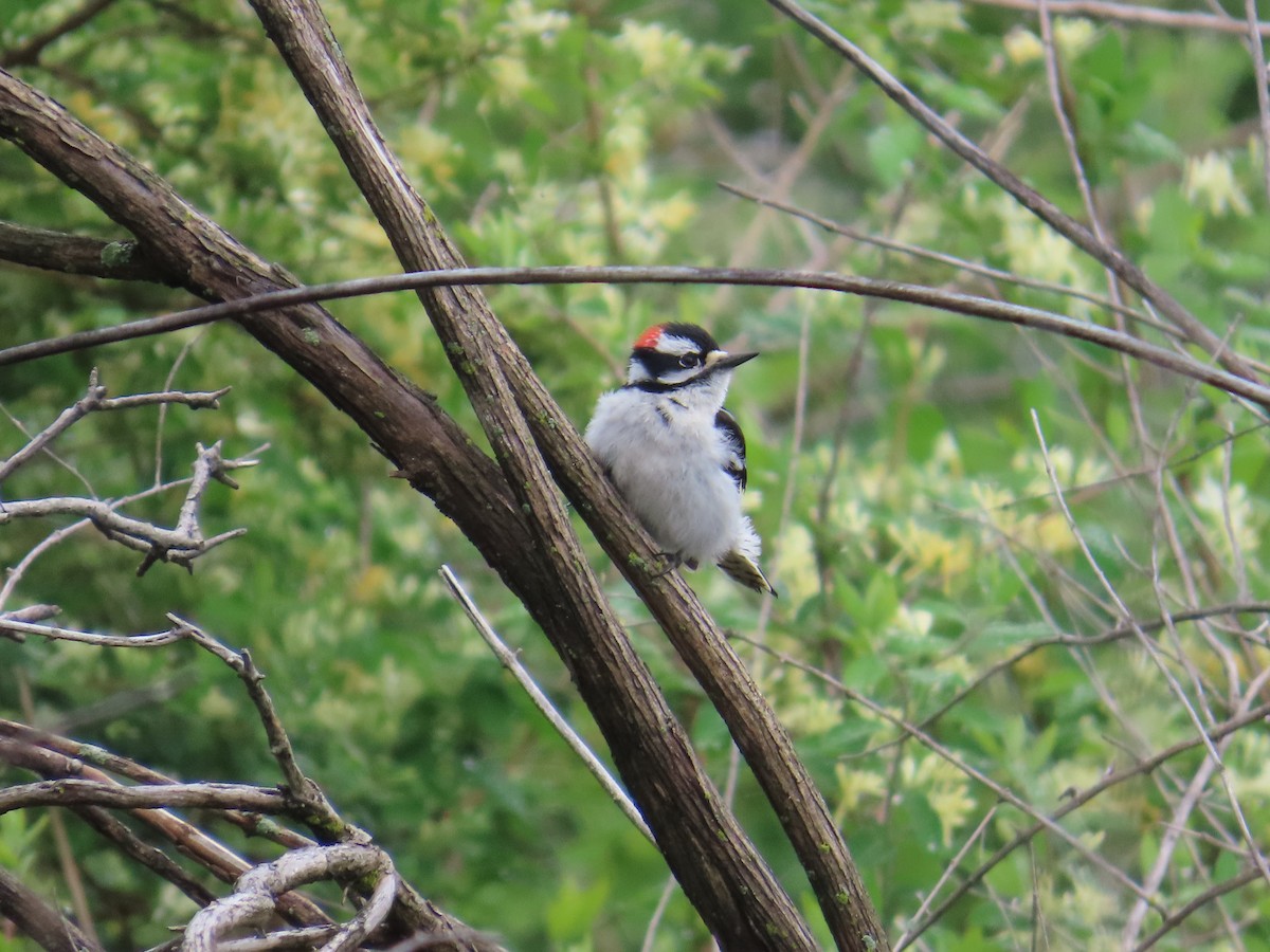 Downy Woodpecker - Ripley Kindervater