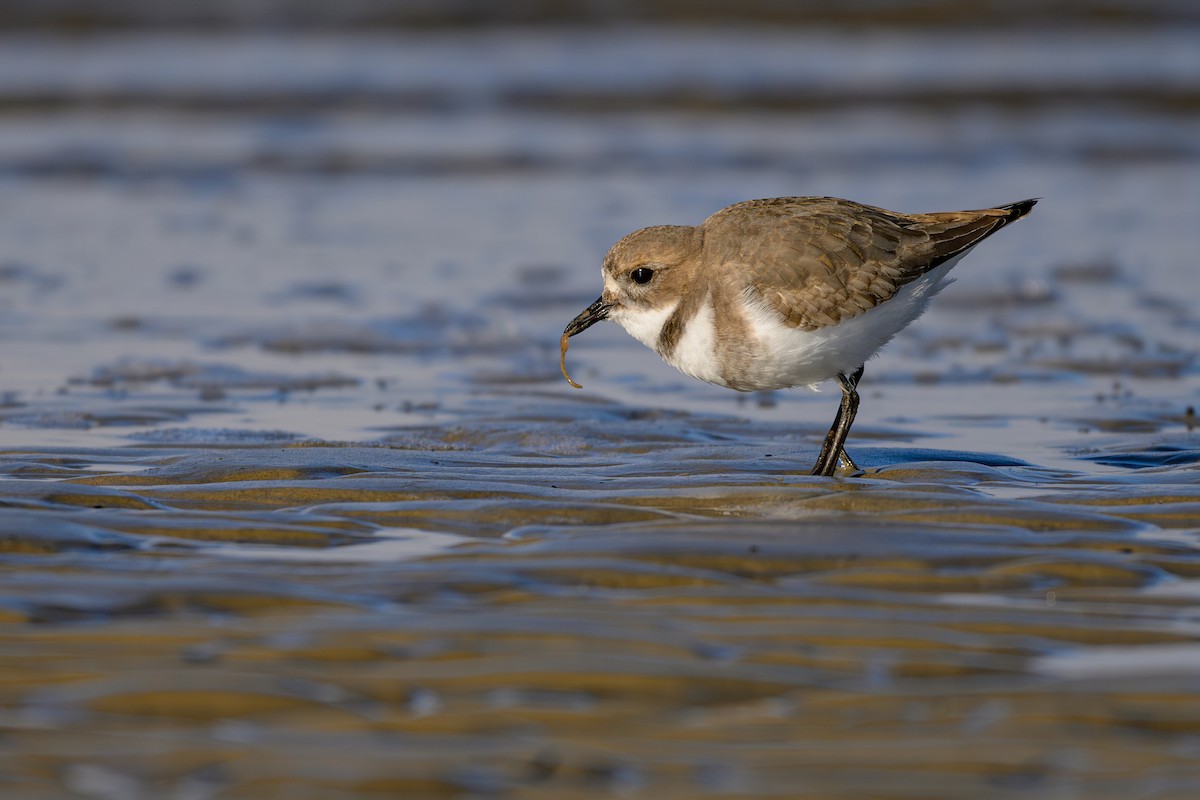 Two-banded Plover - ML618958004