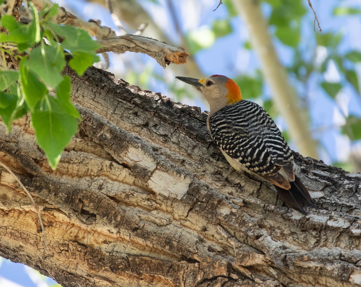 Golden-fronted Woodpecker (Northern) - ML618958050