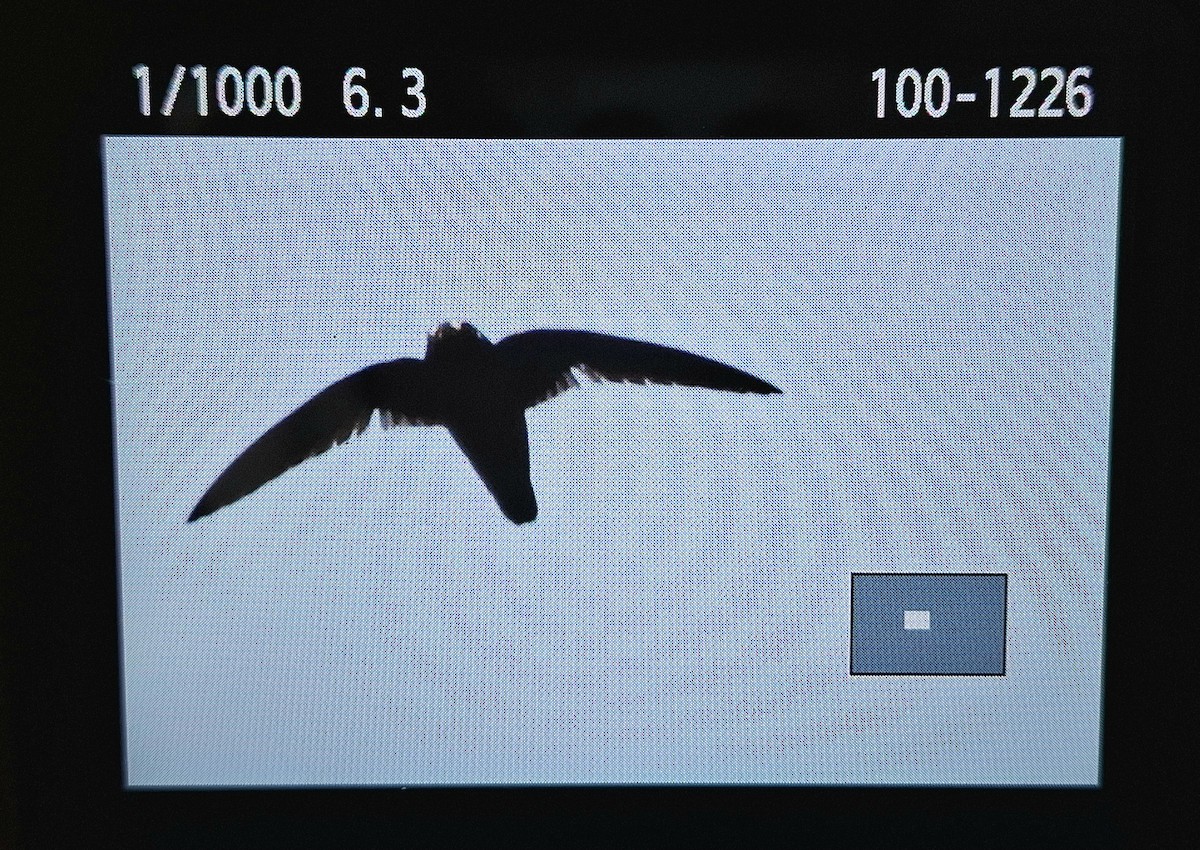Spot-fronted Swift - ML618958054