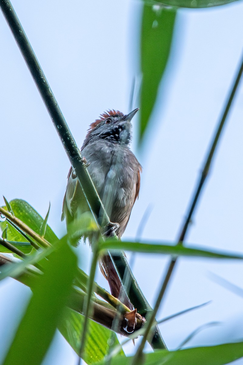 Sooty-fronted Spinetail - ML618958063