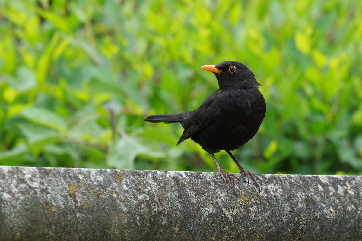 Eurasian Blackbird - Prashant Tewari
