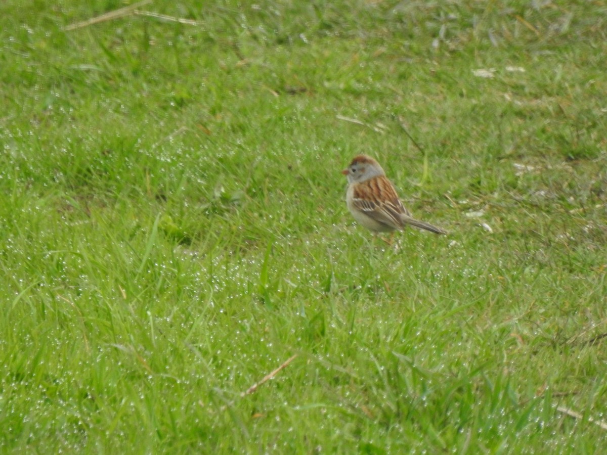 Field Sparrow - ML618958073