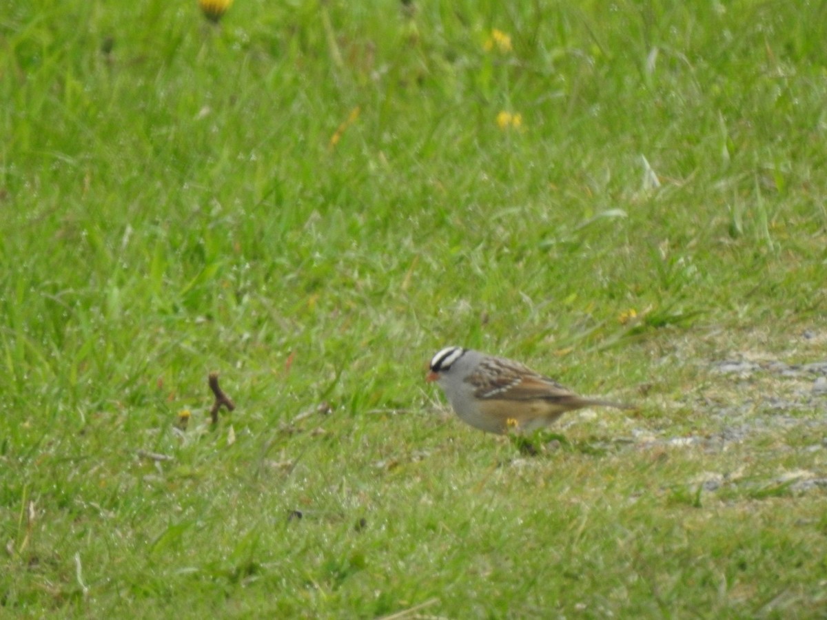 White-crowned Sparrow - Marc LeBlanc