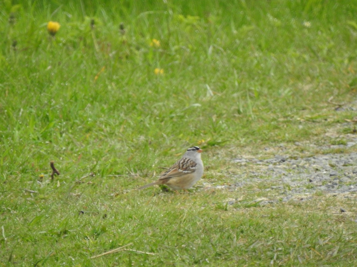 White-crowned Sparrow - ML618958080