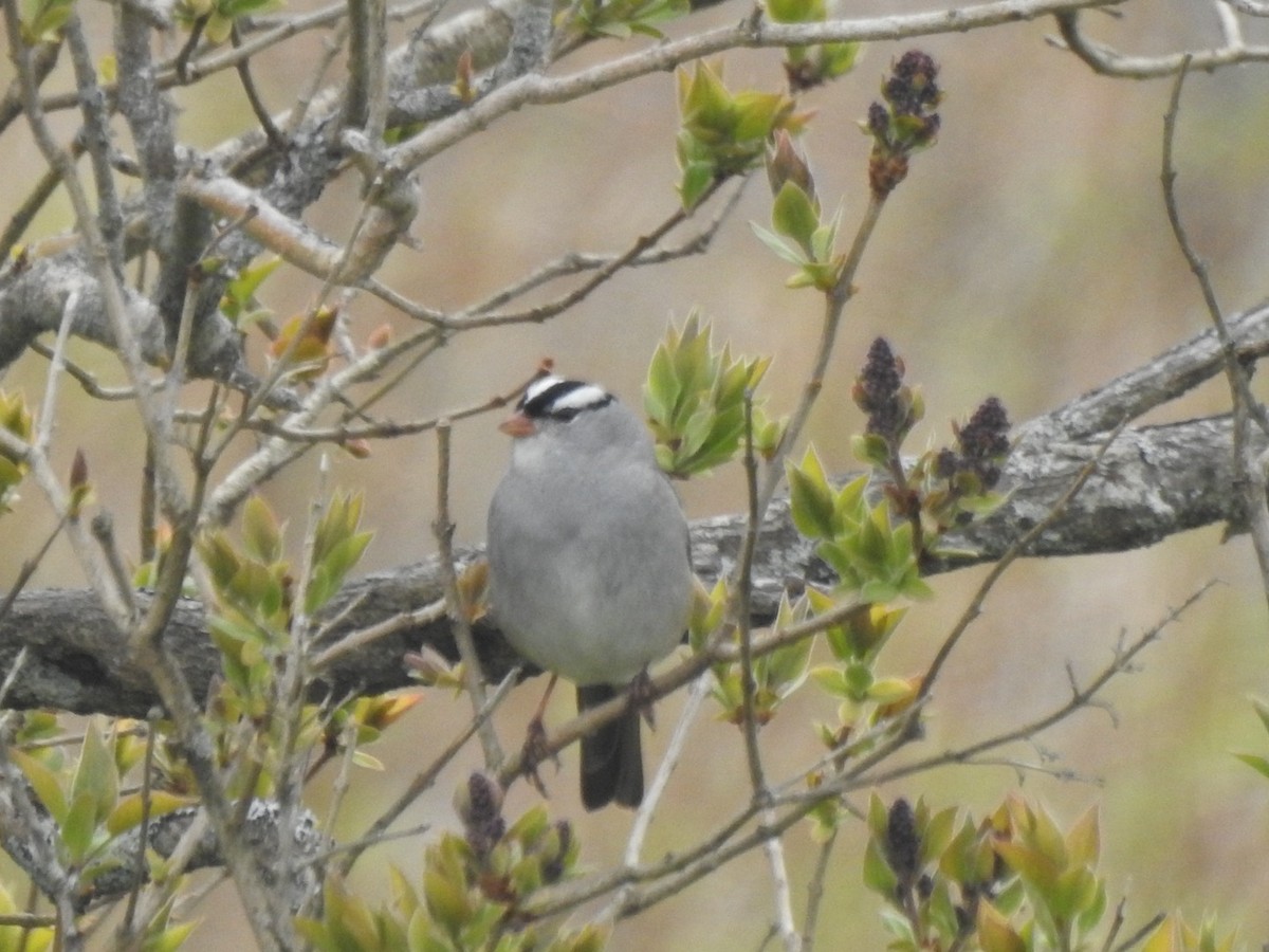 White-crowned Sparrow - ML618958081