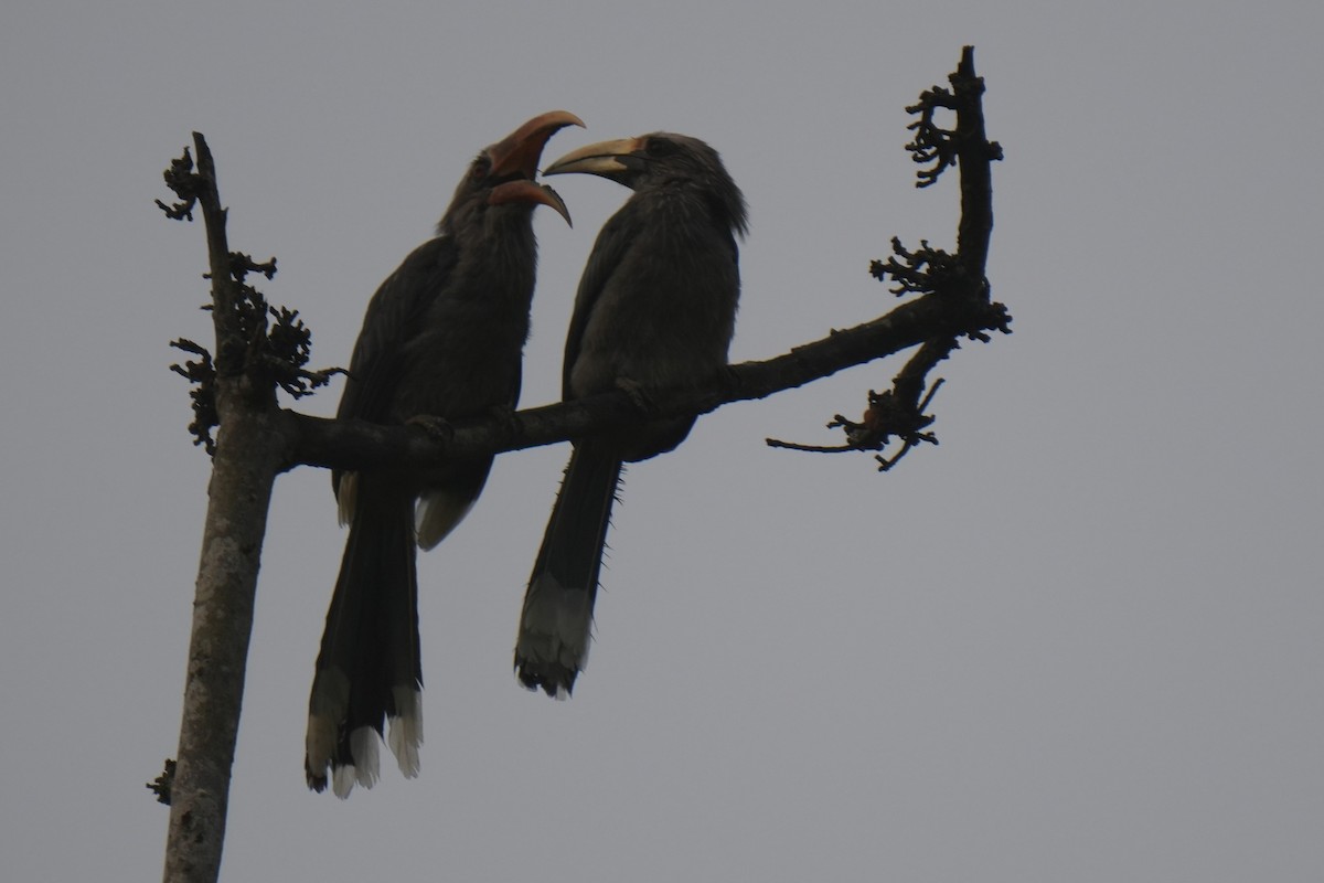 Malabar Gray Hornbill - Sundar Muruganandhan
