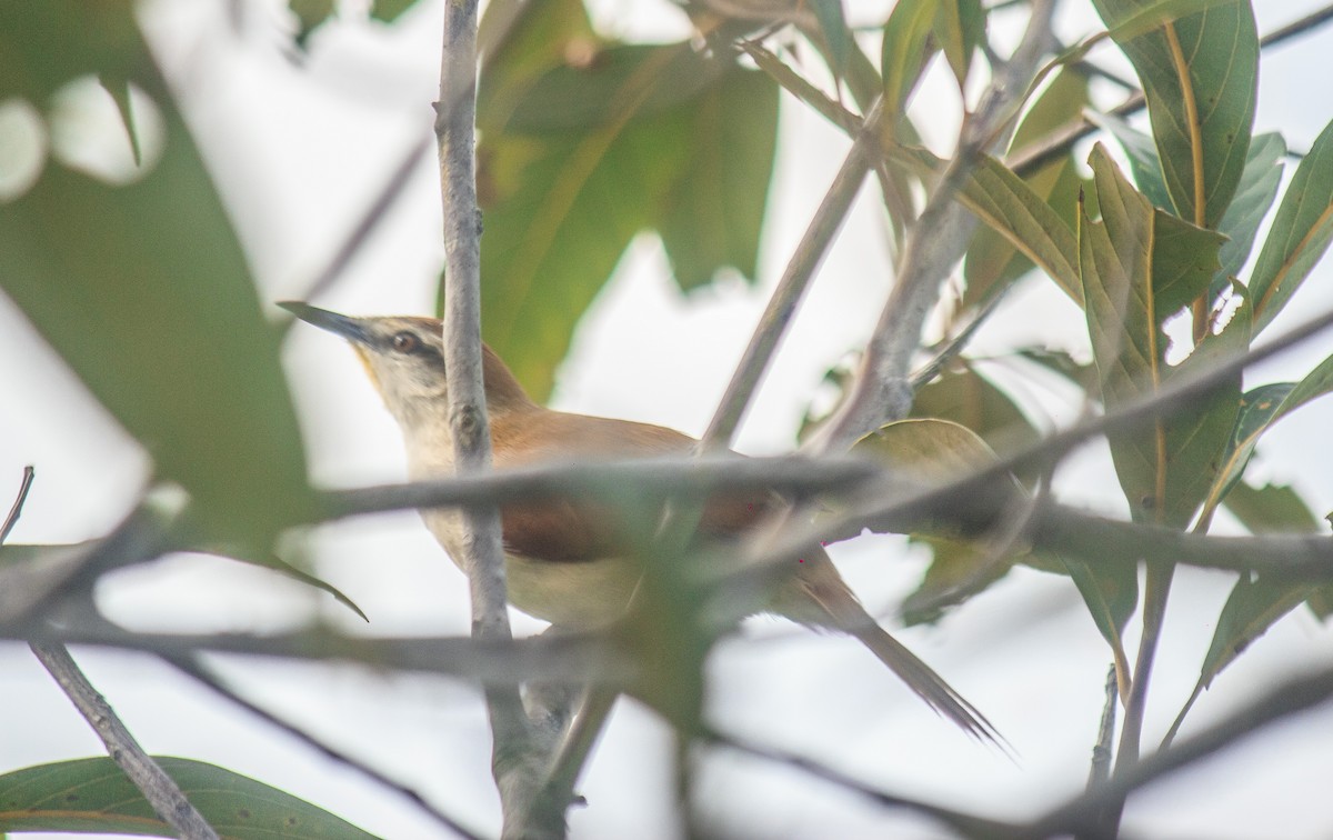 Yellow-chinned Spinetail - ML618958095