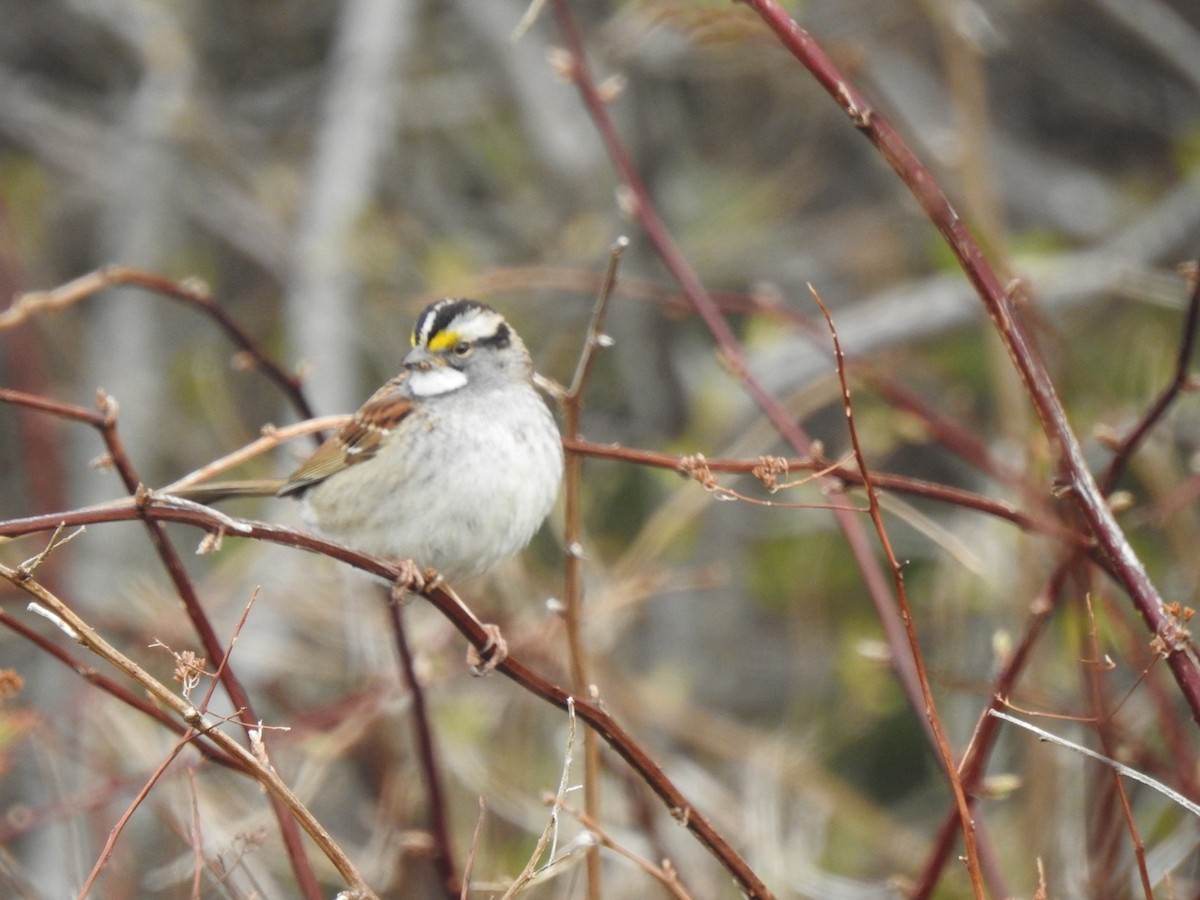 White-throated Sparrow - ML618958101