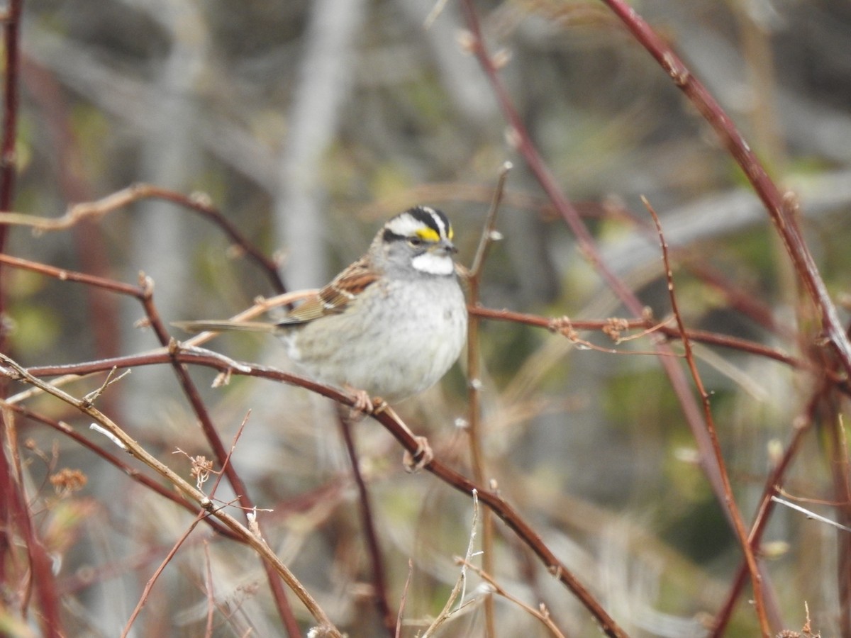 White-throated Sparrow - ML618958103
