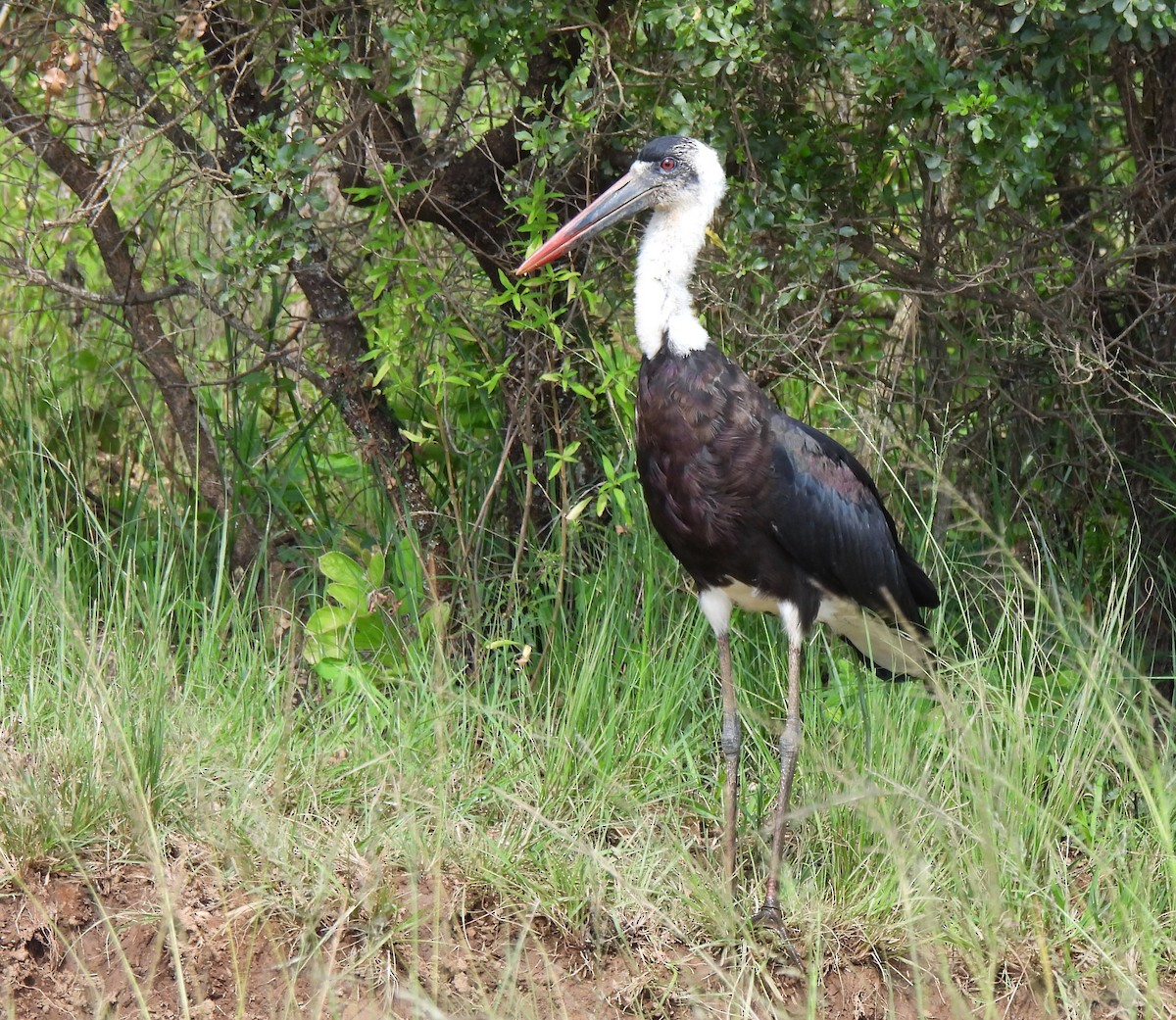 African Woolly-necked Stork - ML618958139