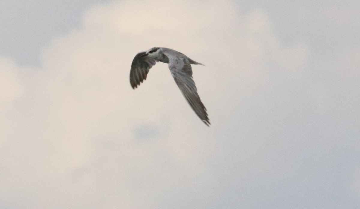Whiskered Tern - Nyreen Roberts