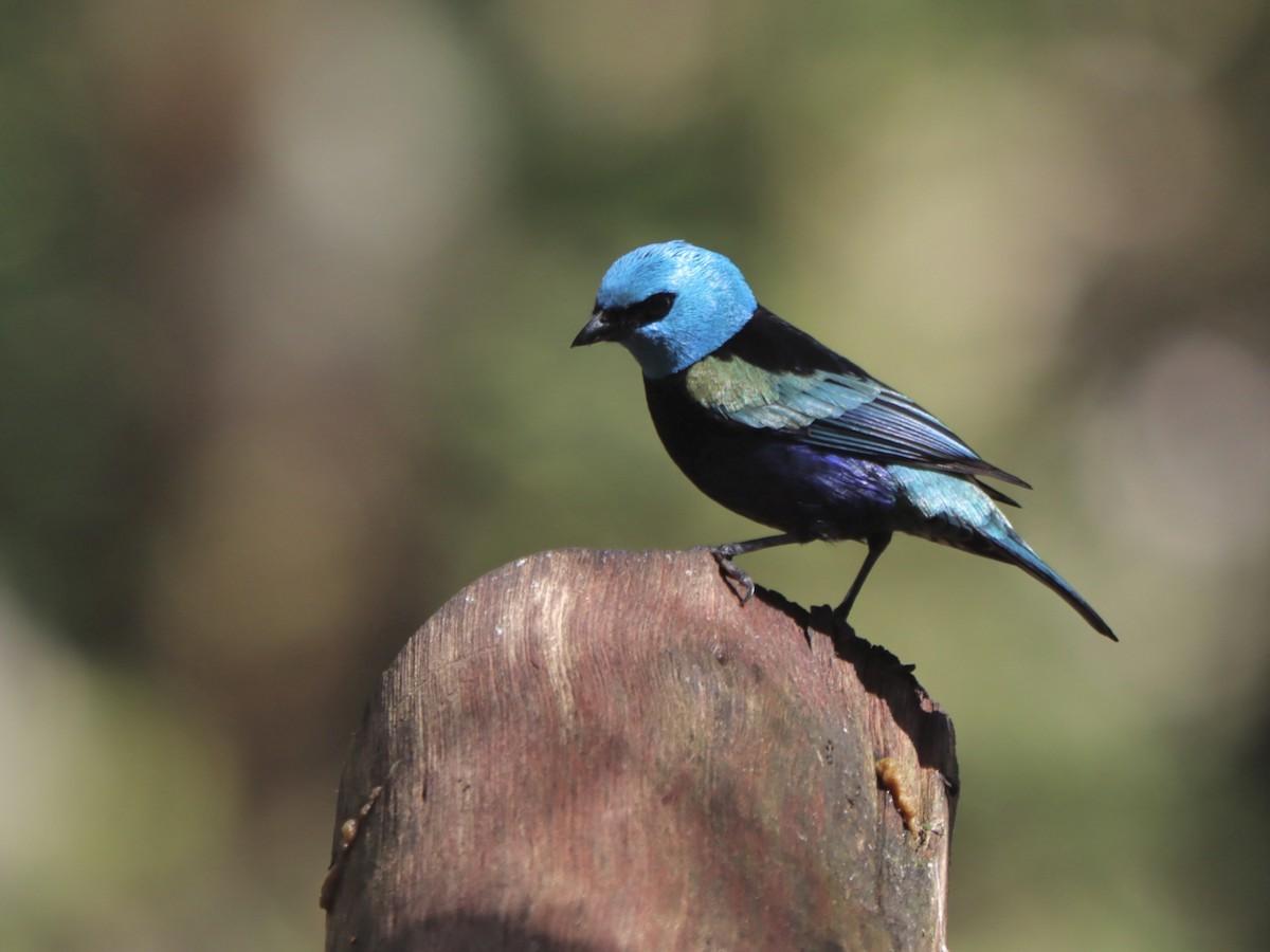 Blue-necked Tanager - Rene sun