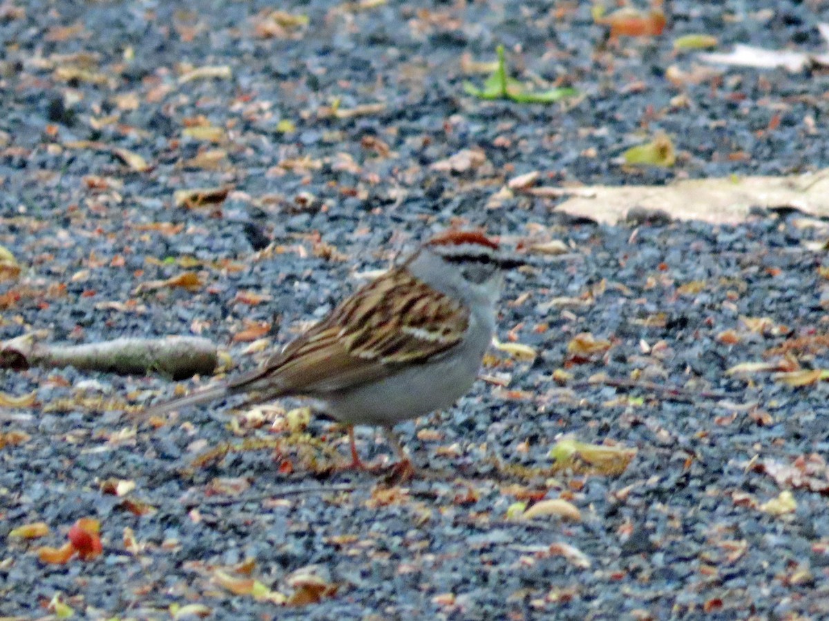 Chipping Sparrow - JoAnn Potter Riggle 🦤