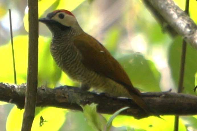 Golden-olive Woodpecker - ML618958183