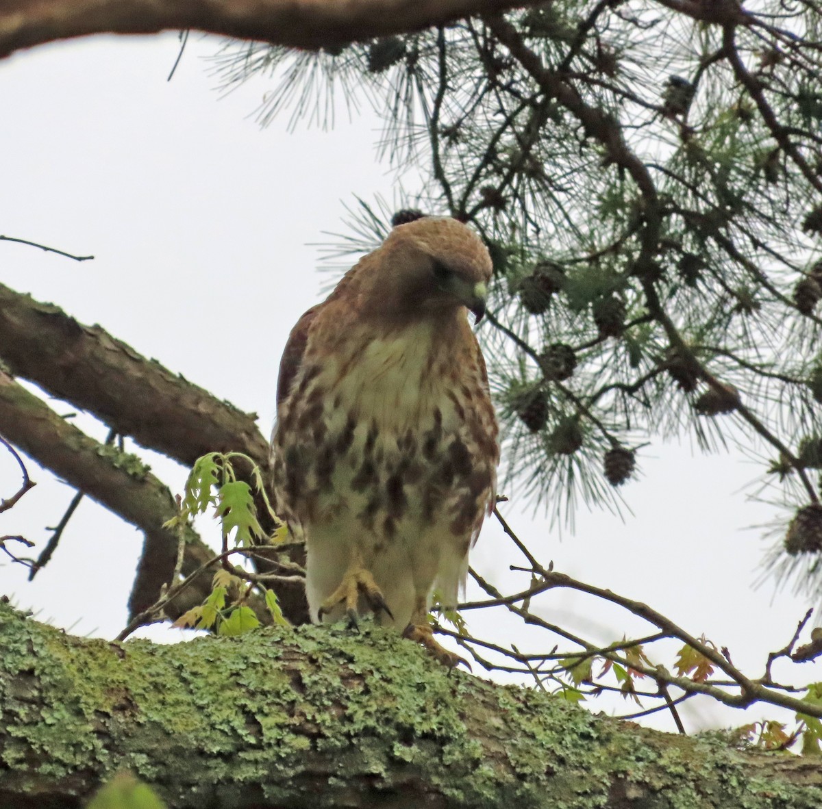 Red-tailed Hawk - ML618958191
