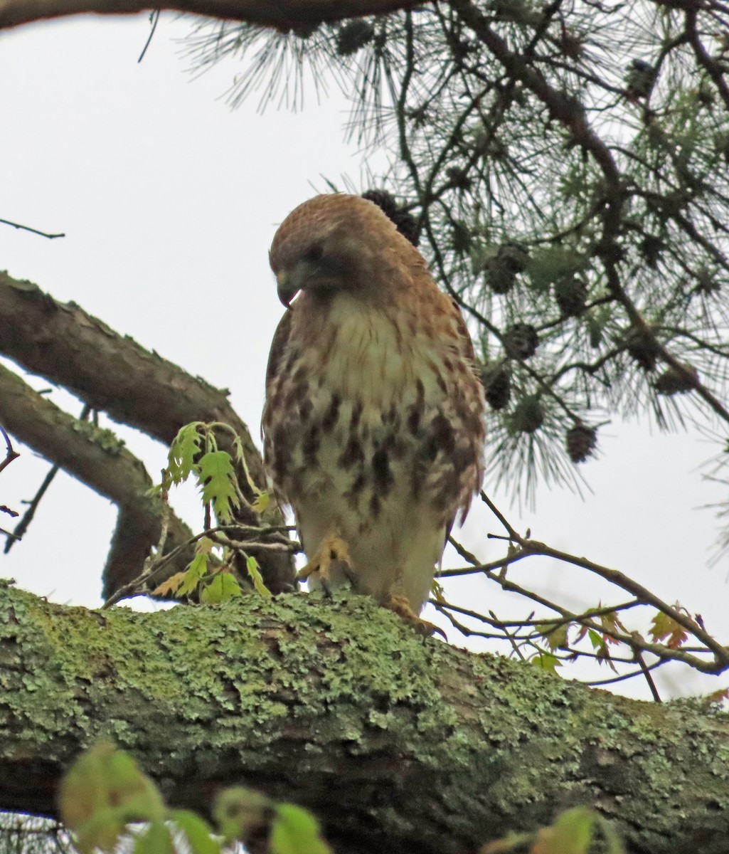 Red-tailed Hawk - ML618958192
