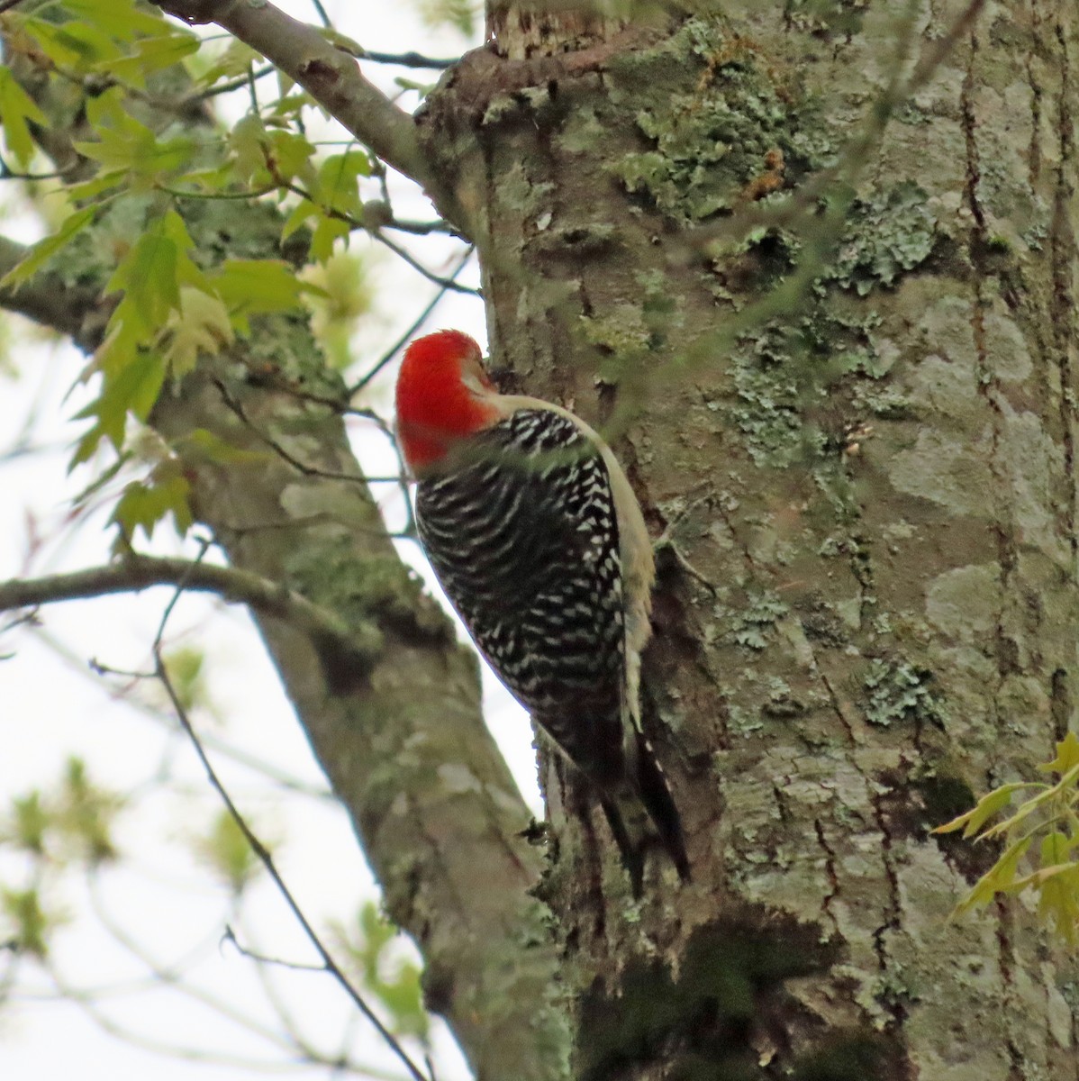 Red-bellied Woodpecker - ML618958197
