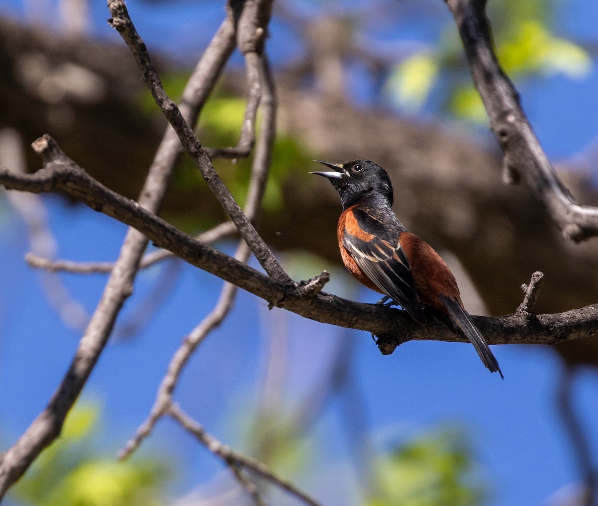 Orchard Oriole - ML618958213