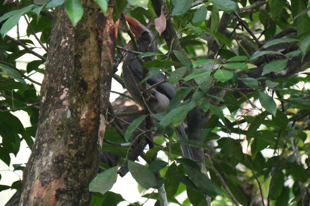 Malabar Gray Hornbill - ML618958240