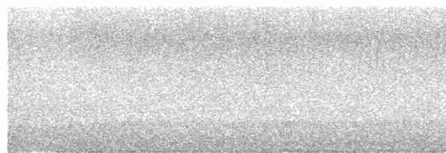 Дрізд-короткодзьоб Cвенсона - ML618958250
