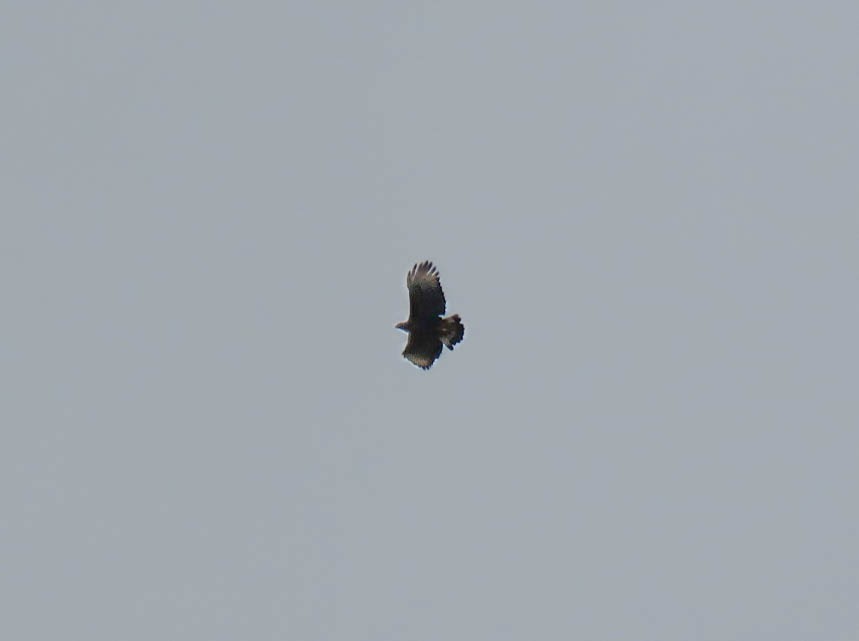 Black-and-chestnut Eagle - ML618958255