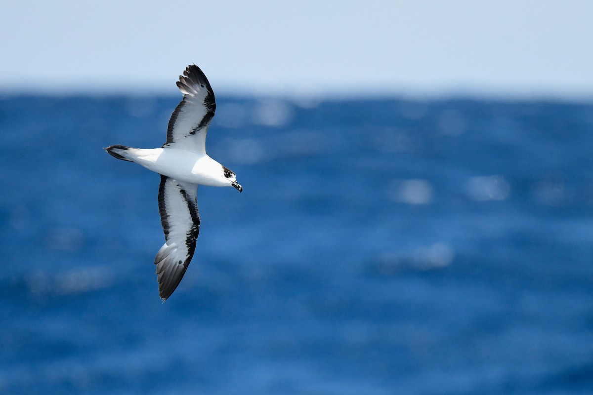 Black-capped Petrel (White-faced) - Kate Sutherland