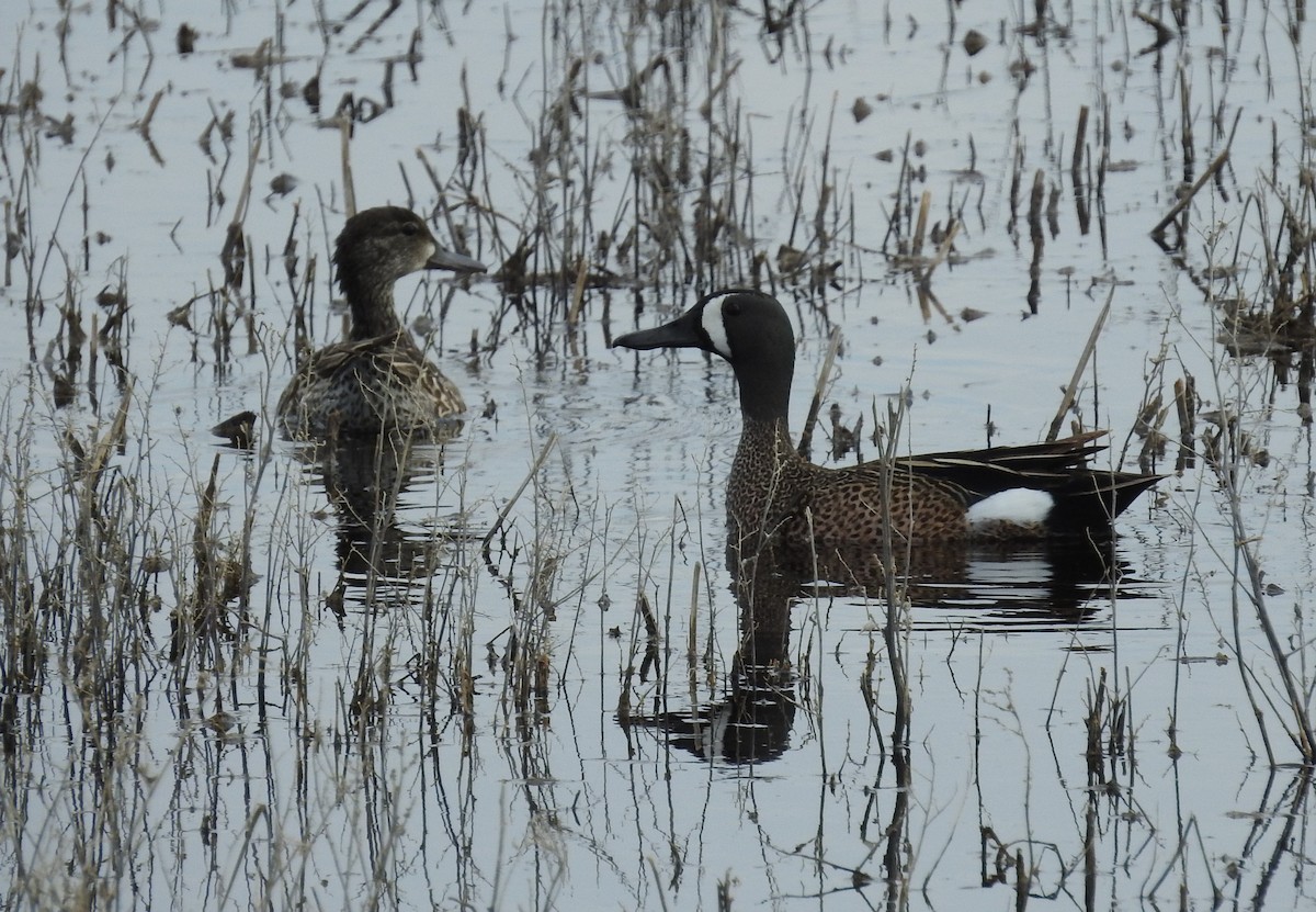 Blue-winged Teal - Brent Murphy