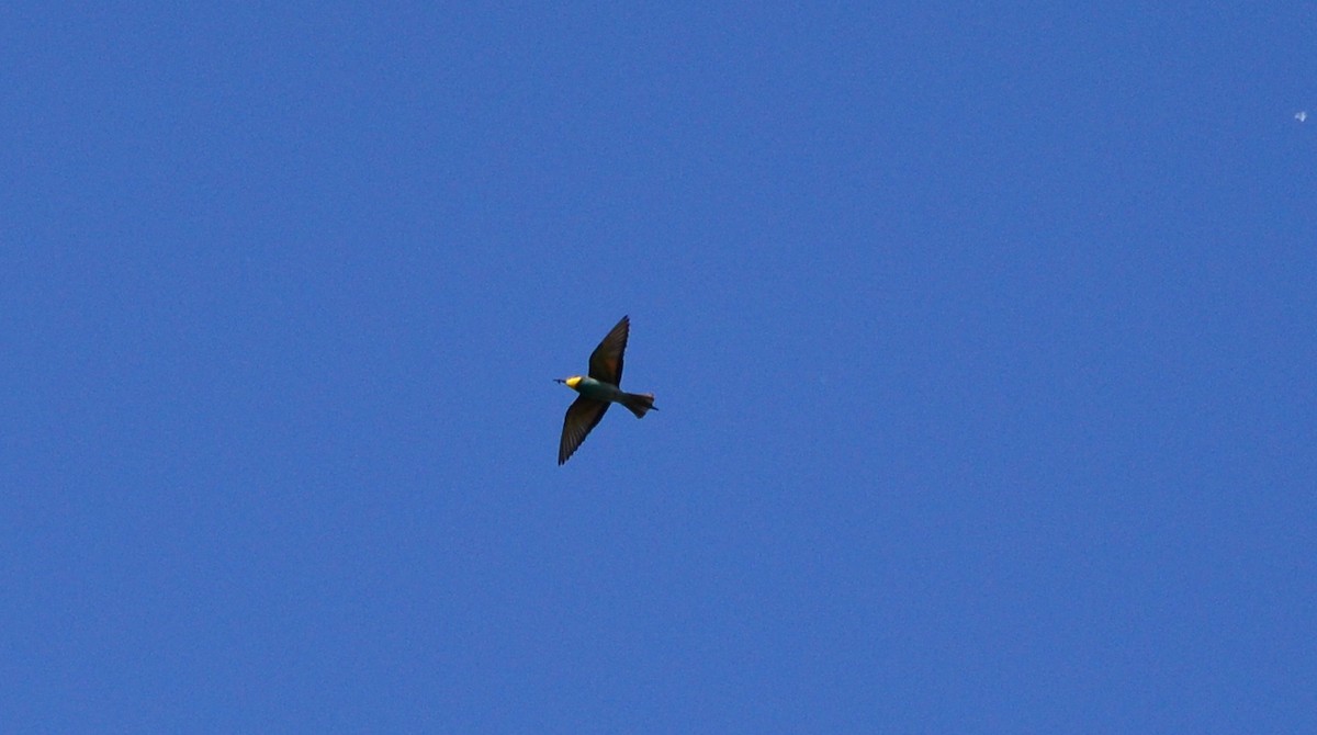 European Bee-eater - ML618958353