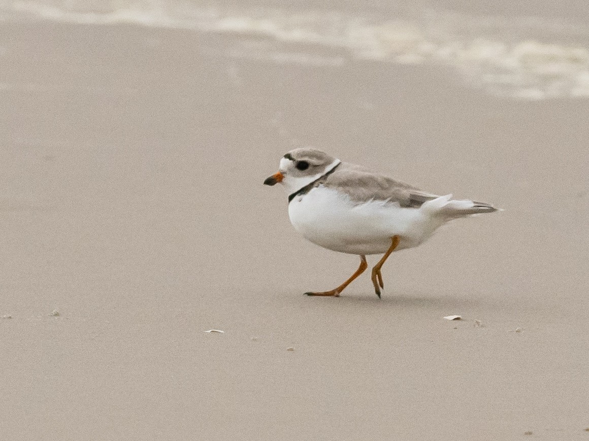 Piping Plover - ML618958368